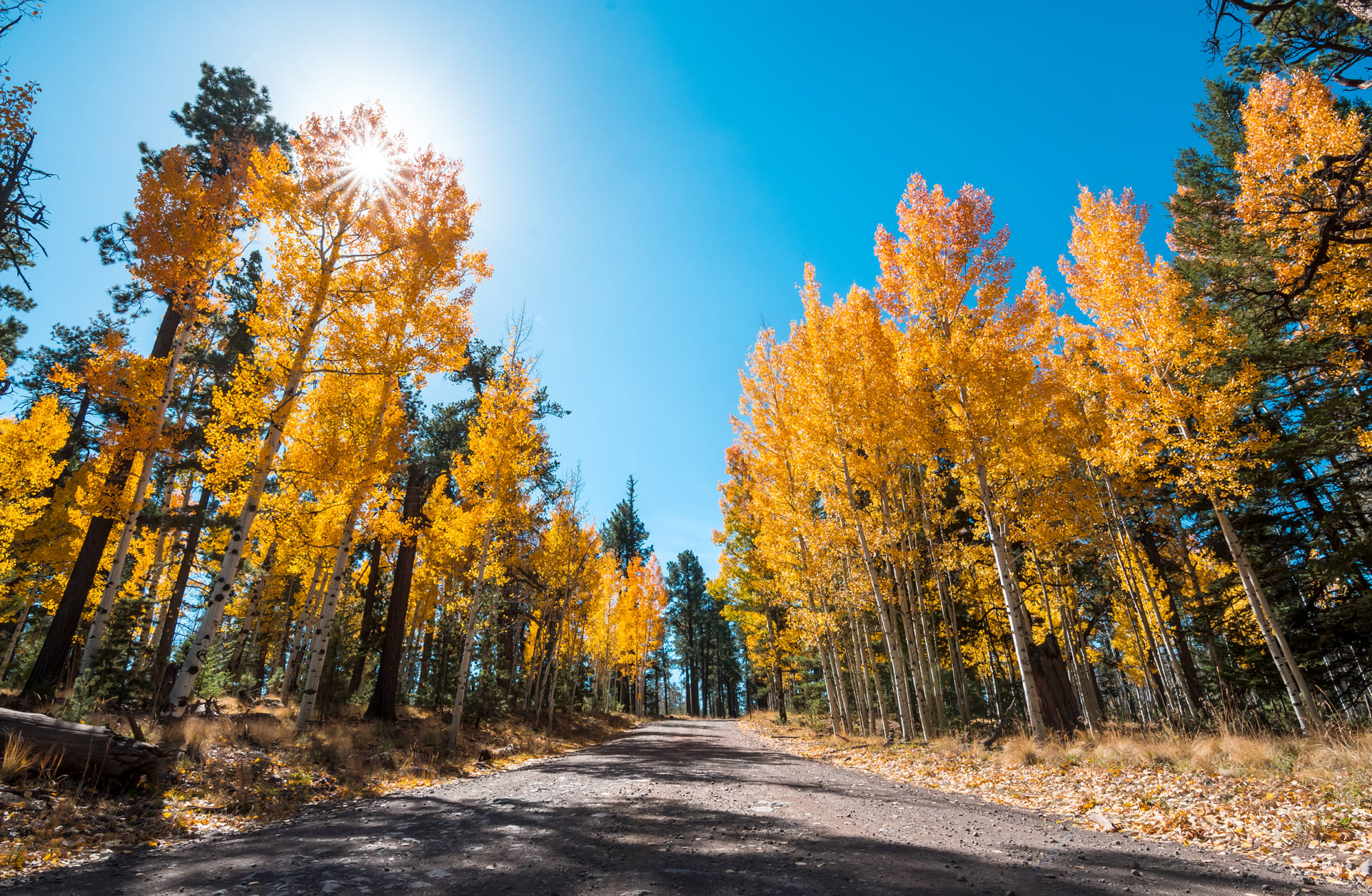 Experience the vibrant fall colors of Arizona in scenic destinations around Phoenix.