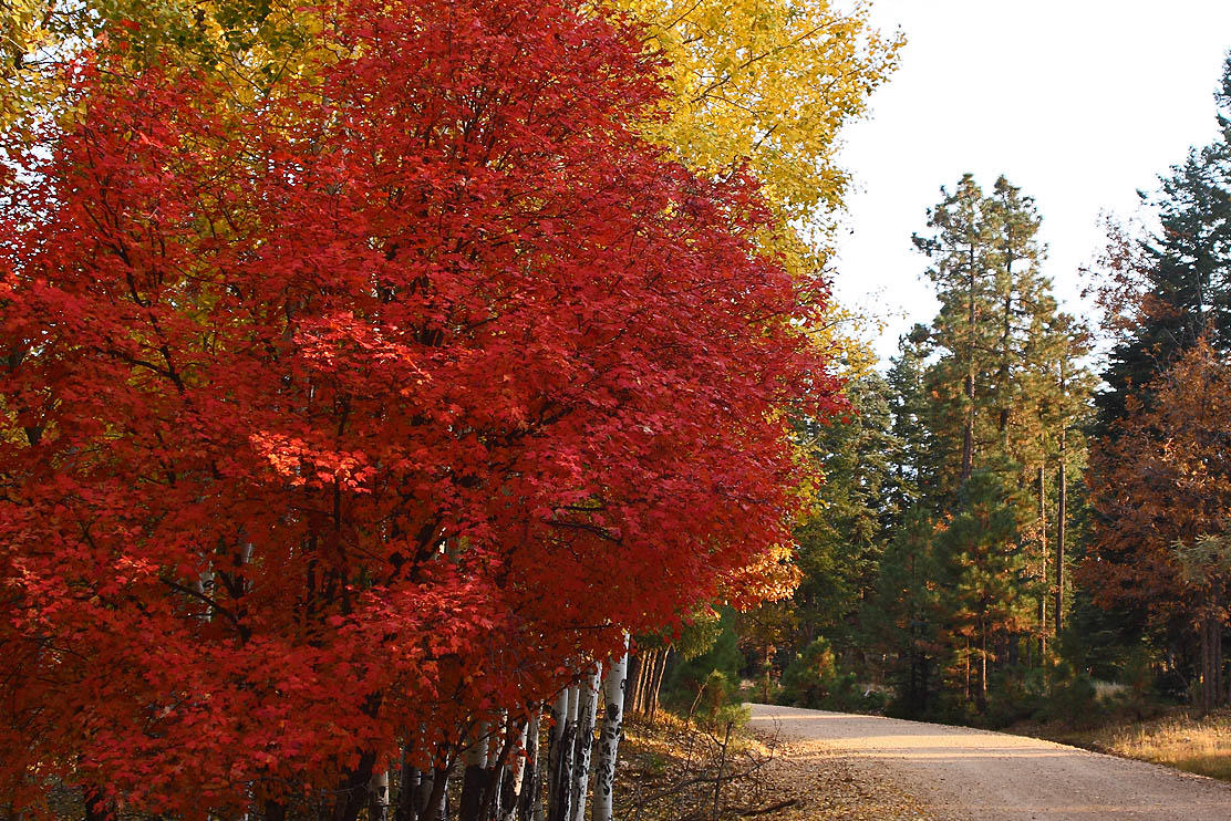 Enjoy breathtaking autumn views on scenic drives near Phoenix.
