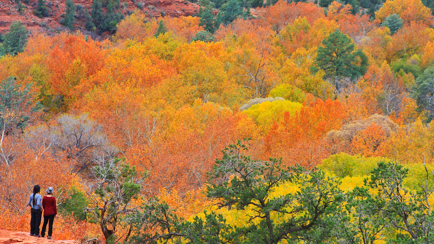 Discover the vibrant autumn scenery along Sedona's iconic trails.