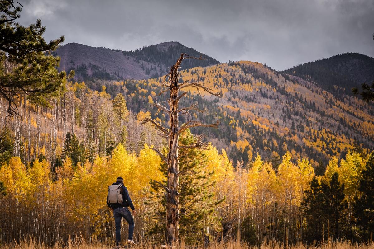 San Francisco Peaks framed by autumn foliage around Flagstaff.